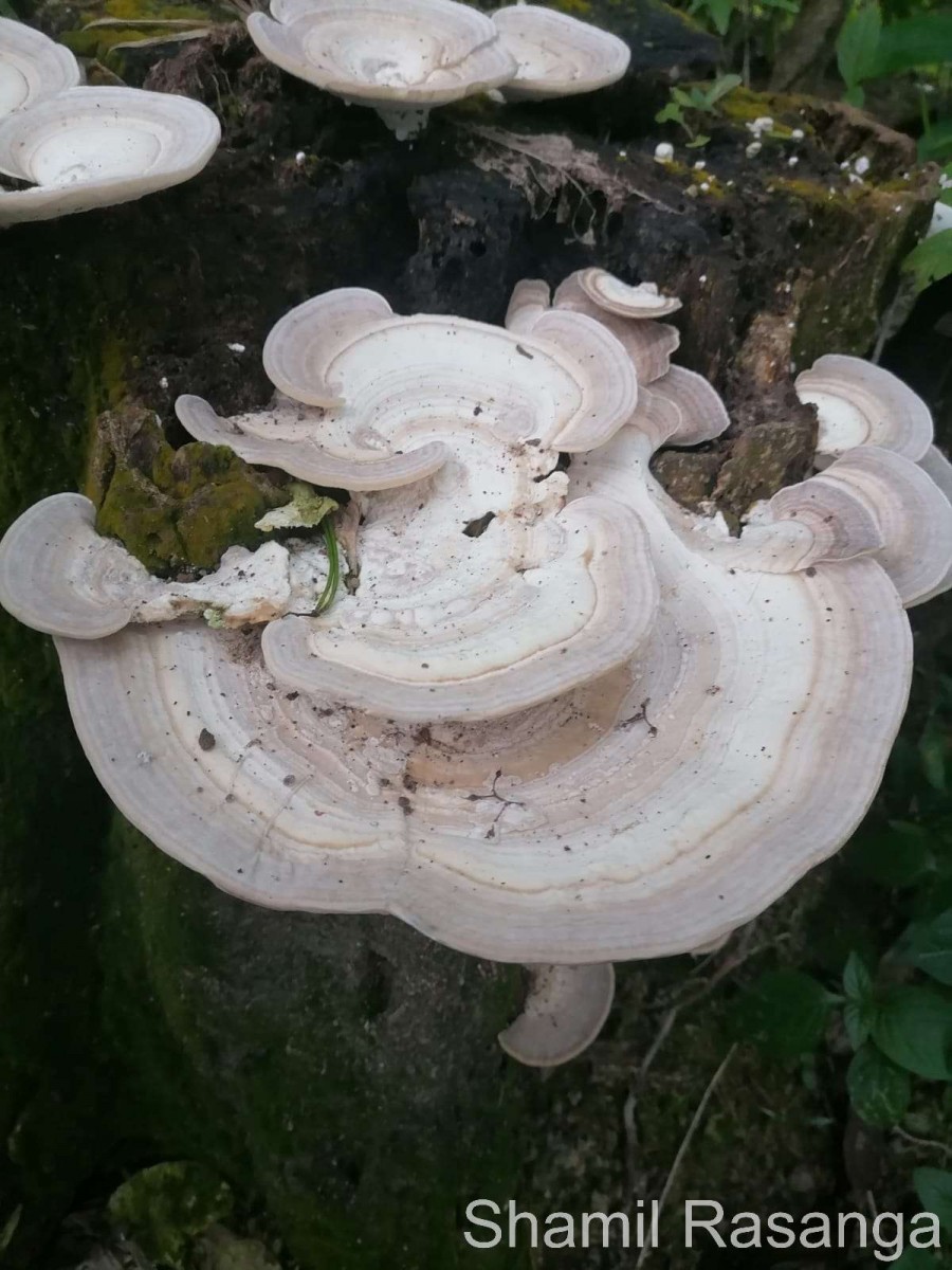 Trametes lactinea Berk. (1843)